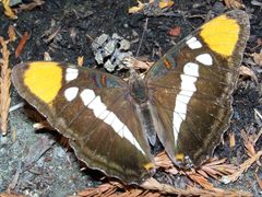 Adelpha californica-3 by Eugene Zelenko. Used under a CC BY-SA 4.0 license.