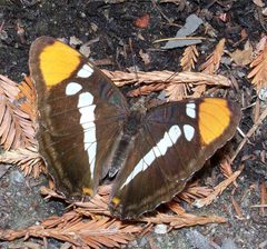Adelpha californica-4 by Eugene Zelenko. Used under a CC BY-SA 4.0 license.