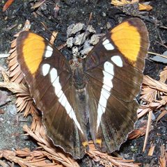 Adelpha californica-5 by Eugene Zelenko. Used under a CC BY-SA 4.0 license.