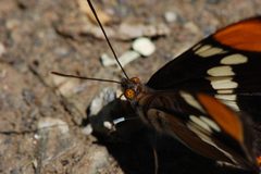 Adelpha californica -2 by Eugene Zelenko. Used under a CC BY-SA 4.0 license.