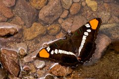 Adelpha eulalia - Flickr - aspidoscelis by Patrick Alexander from Las Cruces, NM. Used under a CC0 license.