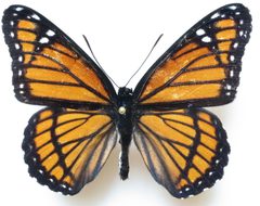 Limenitis archippus male by Lsadonkey. Used under a CC BY-SA 4.0 license.
