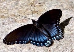 Arizona red-spotted purple - Limenitis arthemis arizonensis. - Flickr - gailhampshire by gailhampshire from Cradley, Malvern, U.K. Used under a CC BY 2.0 license.