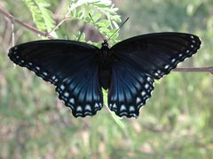 Limenitis arthemis arizonensis by Mike. Used under a CC BY-SA 4.0 license.