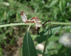 Limenitis larva by Mike. Used under a CC BY-SA 3.0 license.