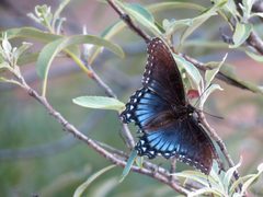 Red-Spotted Purple - Flickr - treegrow by Katja Schulz from Washington, D. C., USA. Used under a CC BY 2.0 license.
