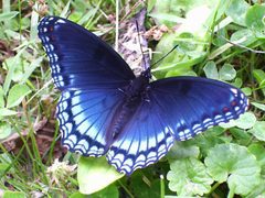 Limenitis arthemis astyanax by Jacob Abel. Used under a Public domain license.