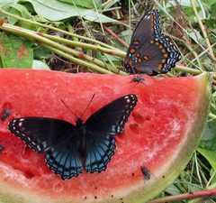 Limenitis arthemis astyanax 1 by Jacy Lucier. Used under a CC BY-SA 4.0 license.