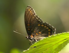 Limenitis arthemis astyanax DSC02354a by 
xpda. Used under a CC BY-SA 4.0 license.