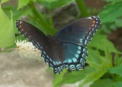Limenitis arthemis astyanax P1190710a by 
xpda. Used under a CC BY-SA 4.0 license.