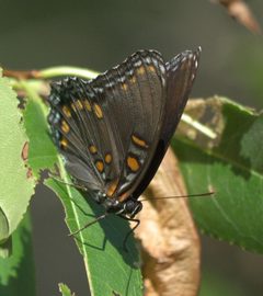 Limenitis arthemis astyanax P1280042b by 
xpda. Used under a CC BY-SA 4.0 license.