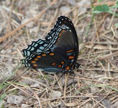 Limenitis arthemis astyanax side view by Ks0stm. Used under a CC BY-SA 3.0 license.