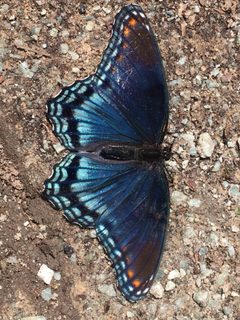 Red Spotted Purple Chapel Hill NC by NCBioTeacher. Used under a CC0 license.