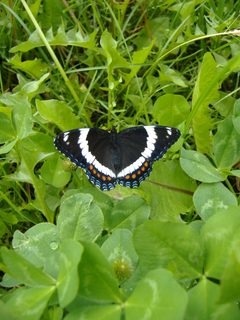 Saskatoon-butterfly by Limulus. Used under a CC BY-SA 3.0 license.