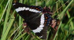 Unknown Butterfly - panoramio by bottomdollar. Used under a CC BY-SA 3.0 license.