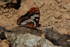 Limenitis lorquini-1 by Eugene Zelenko. Used under a CC BY-SA 4.0 license.