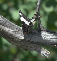Limenitis weidemeyerii P1210482b by 
xpda. Used under a CC BY-SA 4.0 license.