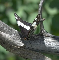 Limenitis weidemeyerii P1210483a by 
xpda. Used under a CC BY-SA 4.0 license.