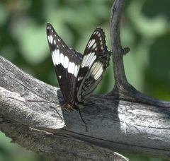 Limenitis weidemeyerii P1210484a by
xpda. Used under a CC BY-SA 4.0 license.