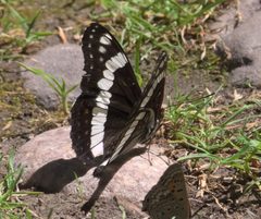 Limenitis weidemeyerii P1290350a by
xpda. Used under a CC BY-SA 4.0 license.