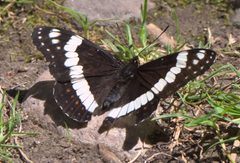 Limenitis weidemeyerii P1290353b by 
xpda. Used under a CC BY-SA 4.0 license.