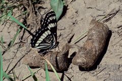 Limenitis weidemeyerii angustifascia 2 by Kristof Zyskowski &amp; Yulia Bereshpolova. Used under a CC BY 2.0 license.