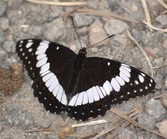 Limenitis weidemeyerii dorsal by JerryFriedman. Used under a CC BY-SA 3.0 license.