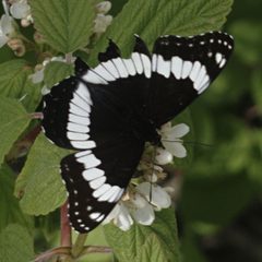 Limenitis weidemeyerii upper1 by JerryFriedman. Used under a CC BY-SA 3.0 license.