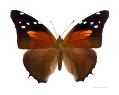 Historis acheronta acheronta MHNT dos by Didier Descouens. Used under a CC BY-SA 4.0 license.