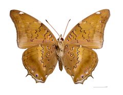 Historis acheronta acheronta MHNT ventre by Didier Descouens. Used under a CC BY-SA 4.0 license.