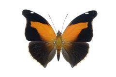 Flickr - ggallice - Historis odius odius d by Geoff Gallice from Gainesville, FL, USA. Used under a CC BY 2.0 license.