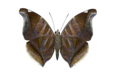 Flickr - ggallice - Historis odius odius v by Geoff Gallice from Gainesville, FL, USA. Used under a CC BY 2.0 license.