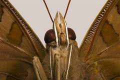 Historis odius face by Didier Descouens. Used under a CC BY-SA 4.0 license.