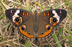 Junonia coenia 1 by Jacy Lucier. Used under a CC BY-SA 4.0 license.