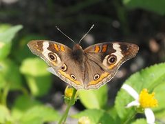 Junonia coenia 113474323 by Zygy. Used under a CC0 license.