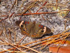 Junonia coenia 2 by Riverbanks Outdoor Store from New Port Richey, FL, United States. Used under a CC BY 2.0 license.