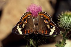 Junonia coenia coenia by Kristof Zyskowski &amp; Yulia Bereshpolova. Used under a CC BY 2.0 license.