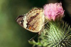 Junonia coenia coenia - 11859792503 by Kristof Zyskowski &amp; Yulia Bereshpolova. Used under a CC BY 2.0 license.