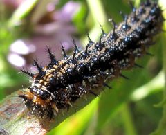Junonia coenia larvae by Jacy Lucier. Used under a CC BY-SA 4.0 license.