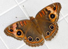 Junonia evarete 01 by Postdlf. Used under a CC BY-SA 3.0 license.