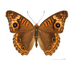 Junonia evarete evarete MHNT dos by Didier Descouens. Used under a CC BY-SA 3.0 license.