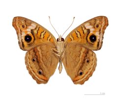 Junonia evarete evarete MHNT ventre by Didier Descouens. Used under a CC BY-SA 3.0 license.