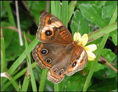 Junonia evarete recto 3 by LOPEZ André. Used under a CC BY-SA 4.0 license.