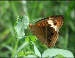 Junonia evarete verso 5 by LOPEZ André. Used under a CC BY-SA 4.0 license.