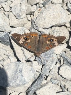Junonia grisea by Claire Jones. Used under a CC BY 4.0 license.