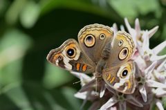 Junonia grisea - inat 19938813 by {{{name}}}. Used under a CC BY-SA 4.0 license.