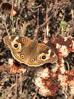 Junonia grisea nectaring on Eriogonum fasciculatum by Jengod. Used under a CC BY-SA 4.0 license.
