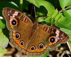 Junonia neildi by leppyone. Used under a CC BY 2.0 license.