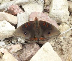 Junonia nigrosuffusa - inat 99981861 by {{{name}}}. Used under a CC BY 4.0 license.