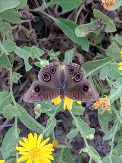 Junonia stemosa - inat 28763512 by {{{name}}}. Used under a CC BY 4.0 license.